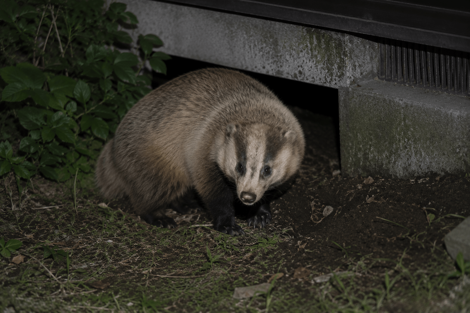 地面の掘れた跡から判明したアナグマの住みつき