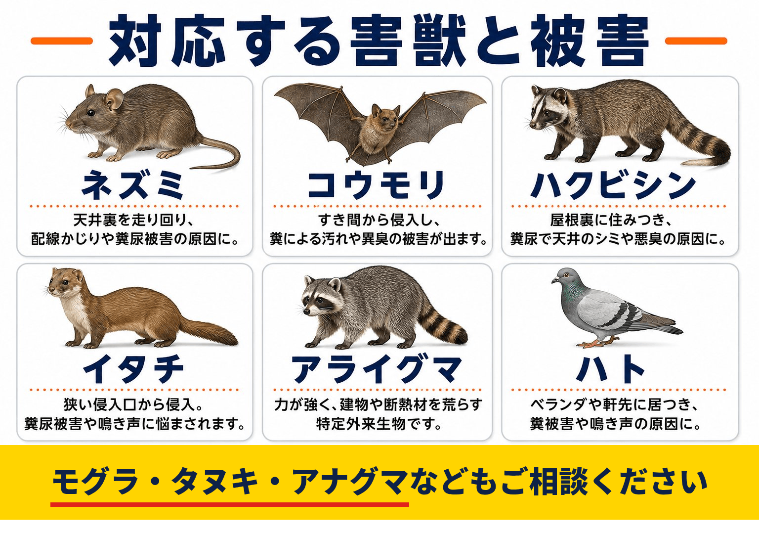対応する害獣と被害:ネズミ、コウモリ、ハクビシン、イタチ、アライグマ、ハト。モグラ・タヌキ・アナグマなどもご相談ください。
