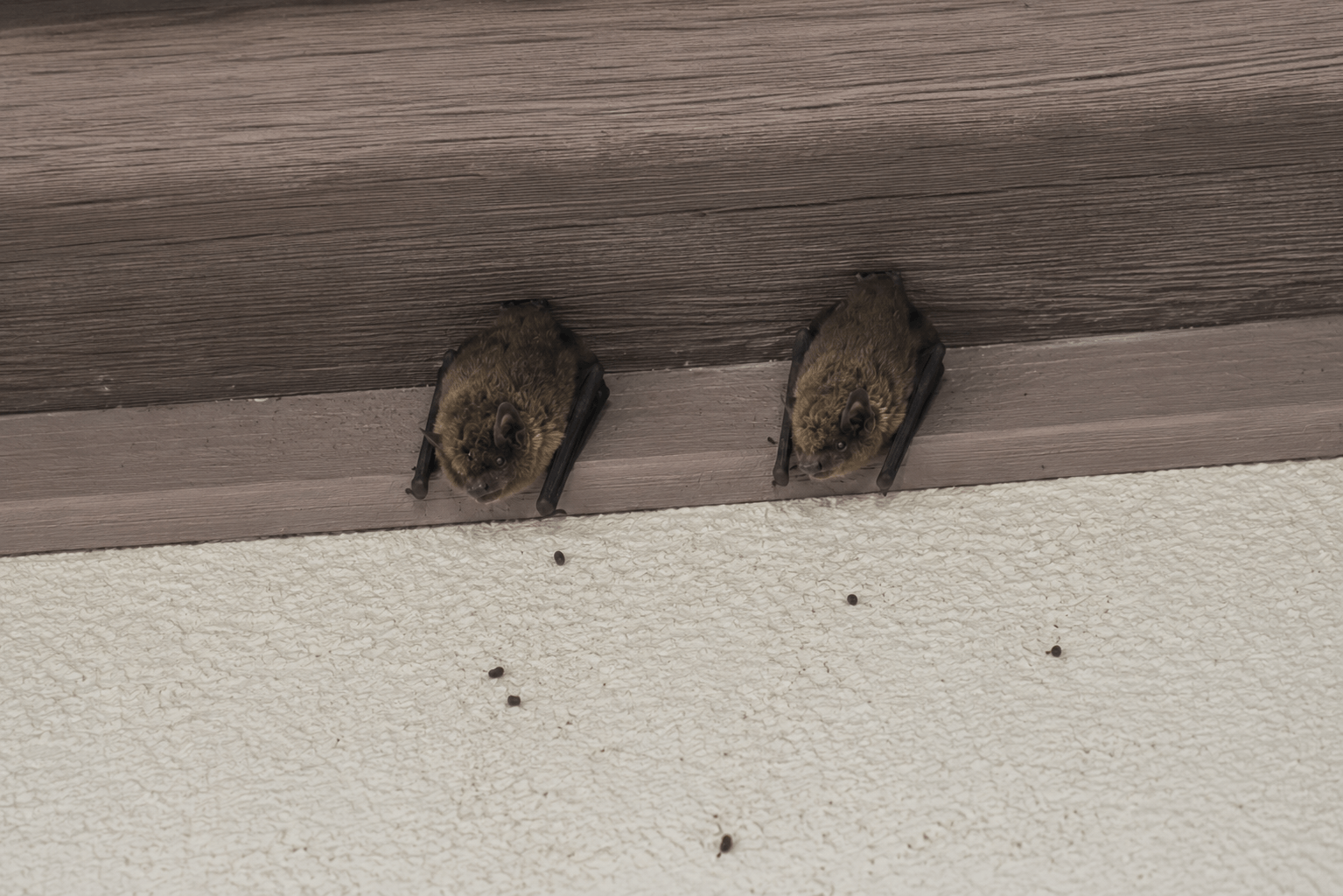 換気口から侵入していたコウモリ